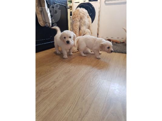 PoulaTo: Κουτάβια Golden Retriever